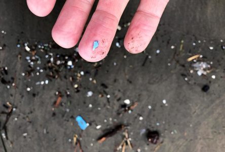 L’ouragan Larry a déversé des millions de microplastiques sur Terre-Neuve-et-Labrador