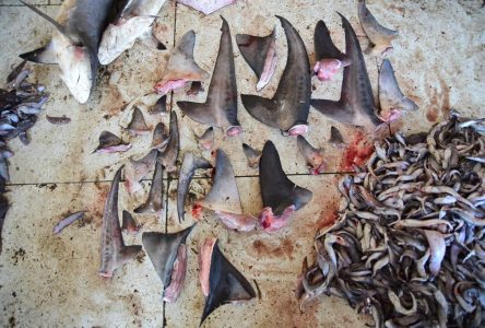 Une étude canadienne révèle une hausse de la mortalité des requins