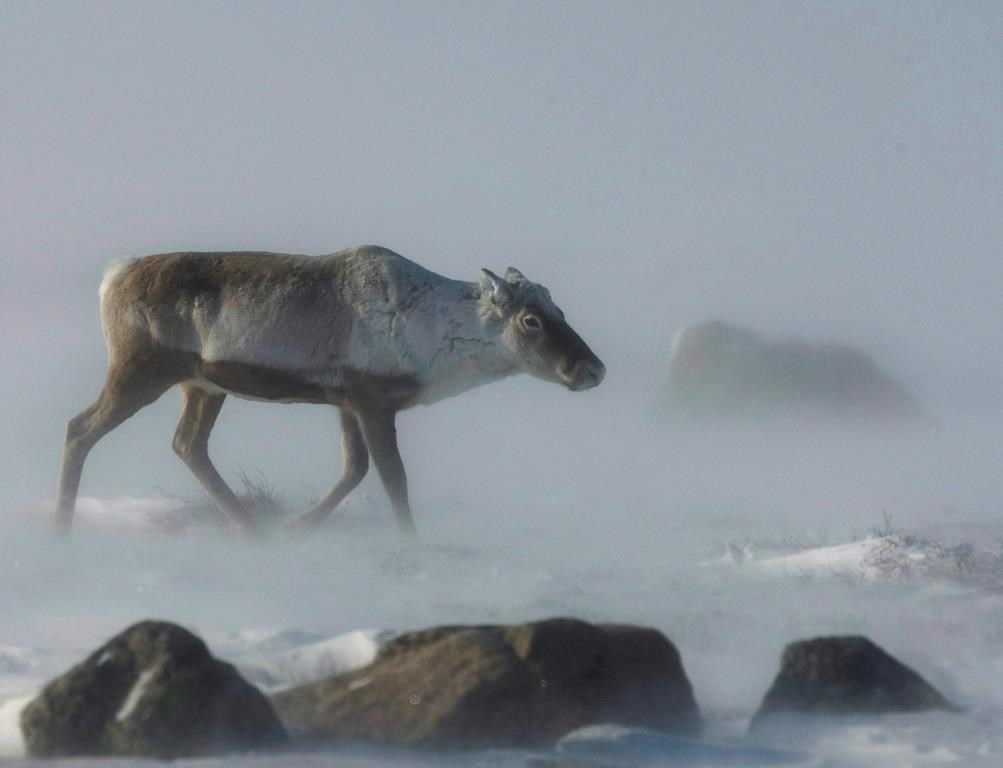 Les écologistes attendent toujours un plan pour le rétablissement du caribou