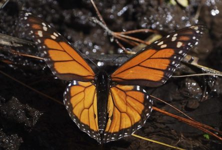 Le nombre de papillons monarques qui ont hiverné au Mexique a plongé cette année