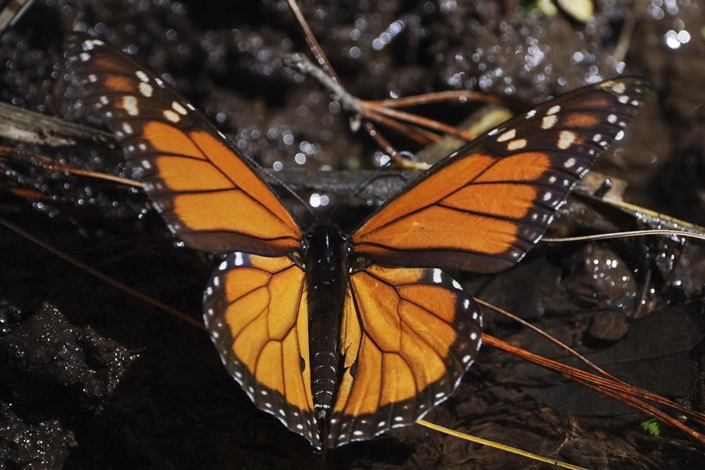 Le nombre de papillons monarques qui ont hiverné au Mexique a plongé cette année