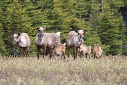 Un rapport montre peu de progrès pour le caribou en Alberta, malgré un accord fédéral