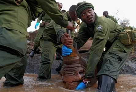 Les rhinocéros reviennent sur un plateau du centre du Kenya