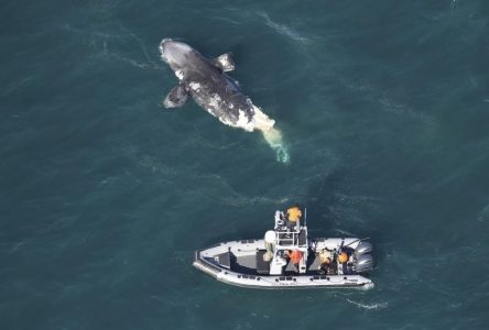 Deux baleines noires en voie d’extinction sont mortes dans la côte est des États-Unis