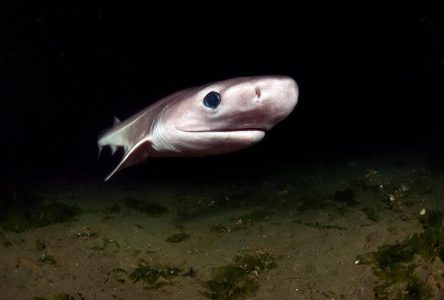 Des requins en eaux profondes sont menacés par la surpêche, prévient une étude