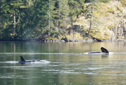Une équipe de sauvetage d’orques pense à changer de tactique pour sauver un baleineau