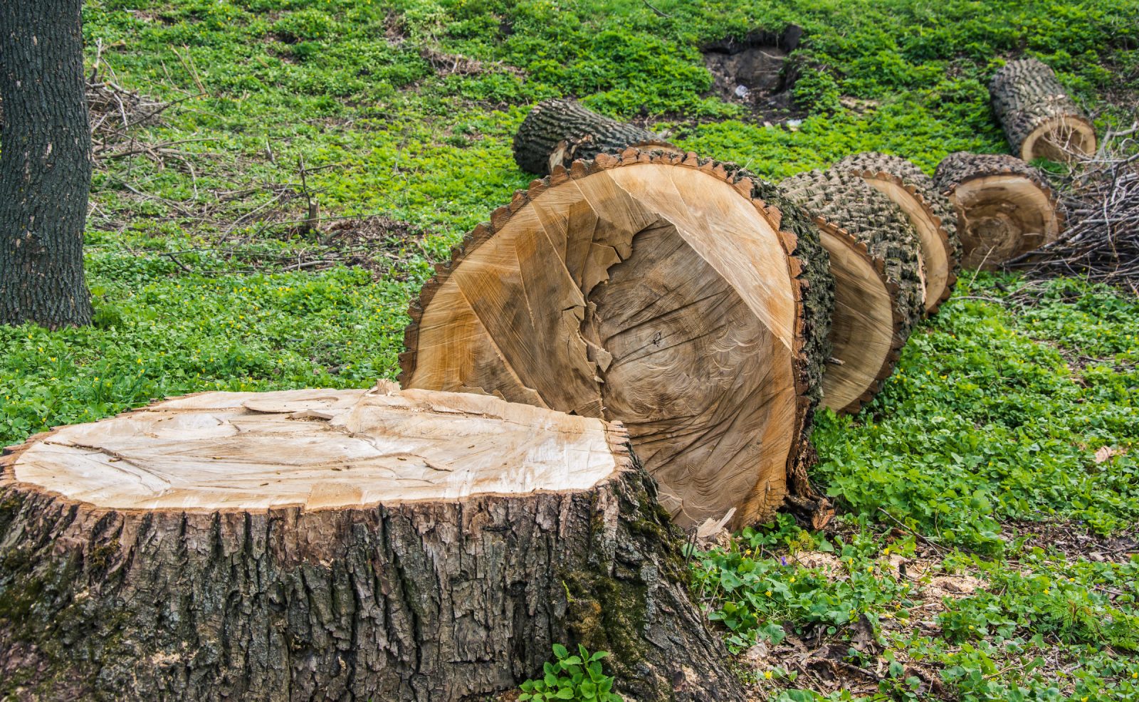 Hausse des amendes pour abattage illégal d’arbres