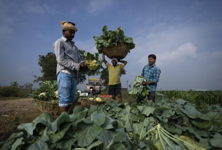 Face au changement climatique, des fermiers indiens tentent l’agriculture naturelle