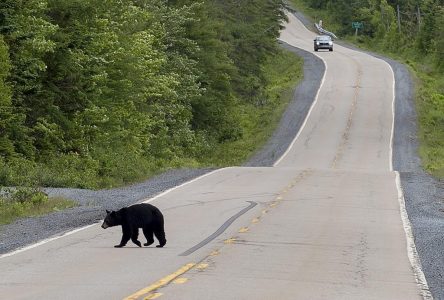 Le gouvernement de la N.-É. renonce à son projet de chasse à l’ours noir au printemps
