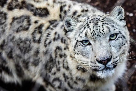 Une femelle léopard des neiges est enceinte au zoo de Toronto