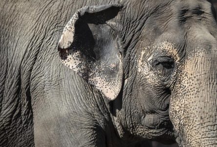 Les sénateurs rejettent une motion leur demandant de visiter les éléphants d’un zoo