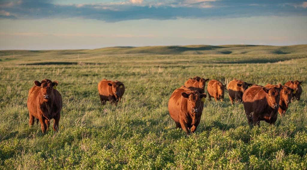 Un vaste ranch est préservé en Alberta, grâce aux contributions publiques et privées