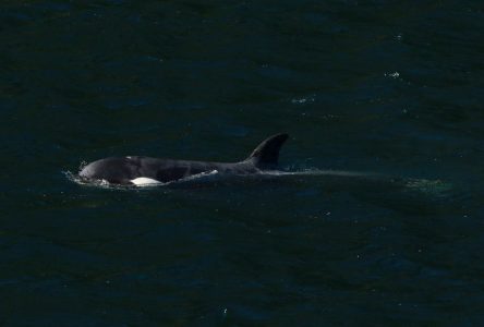 L’orque coincée sur l’île de Vancouver franchit une étape vers la liberté