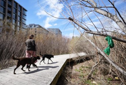 Des poubelles seront réinstallées le long du canal de Lachine à Montréal