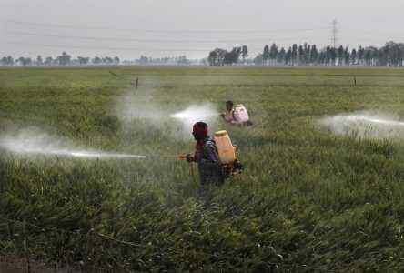 Une étude de l’UdeS révèle que les pesticides sont nocifs même à faible concentration