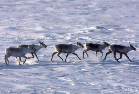 Québec annonce 59,5 millions $ pour protéger les caribous