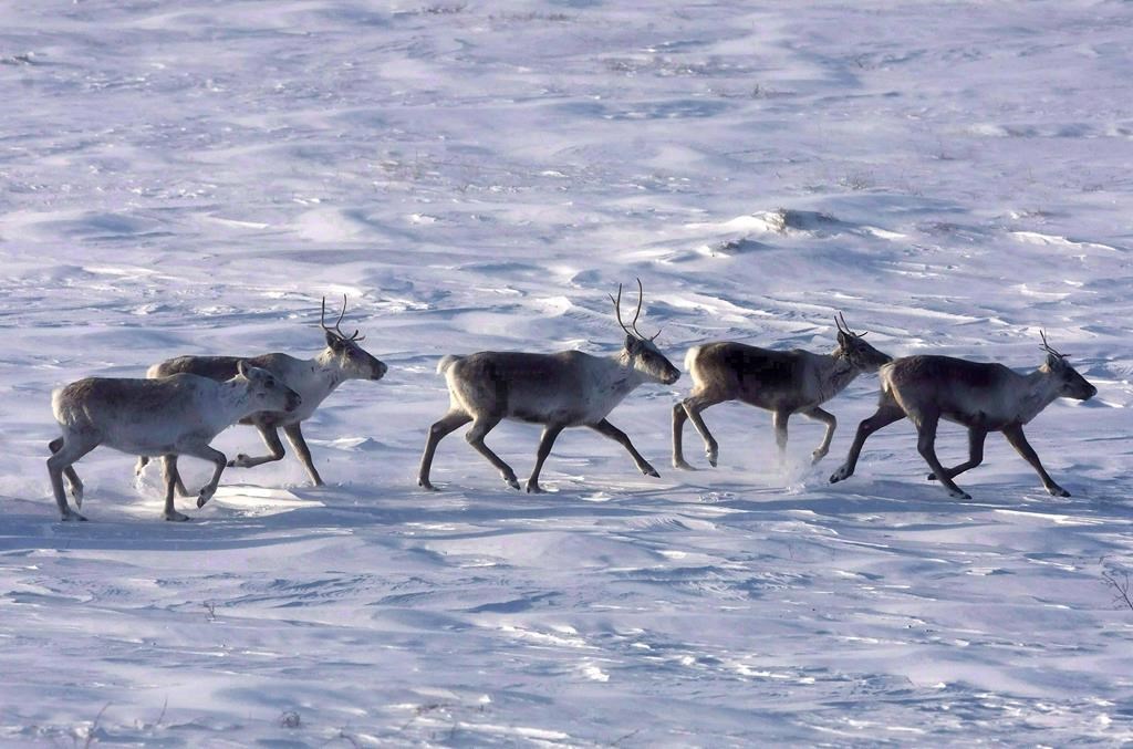Québec annonce 59,5 millions $ pour protéger les caribous