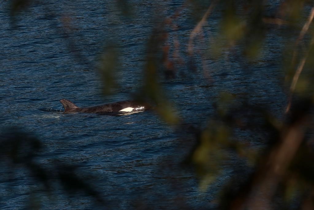Un groupe d’orques a été signalé près de l’orpheline en C.-B.