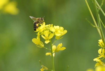 Les changements climatiques menacent les pollinisateurs, prévient une étude